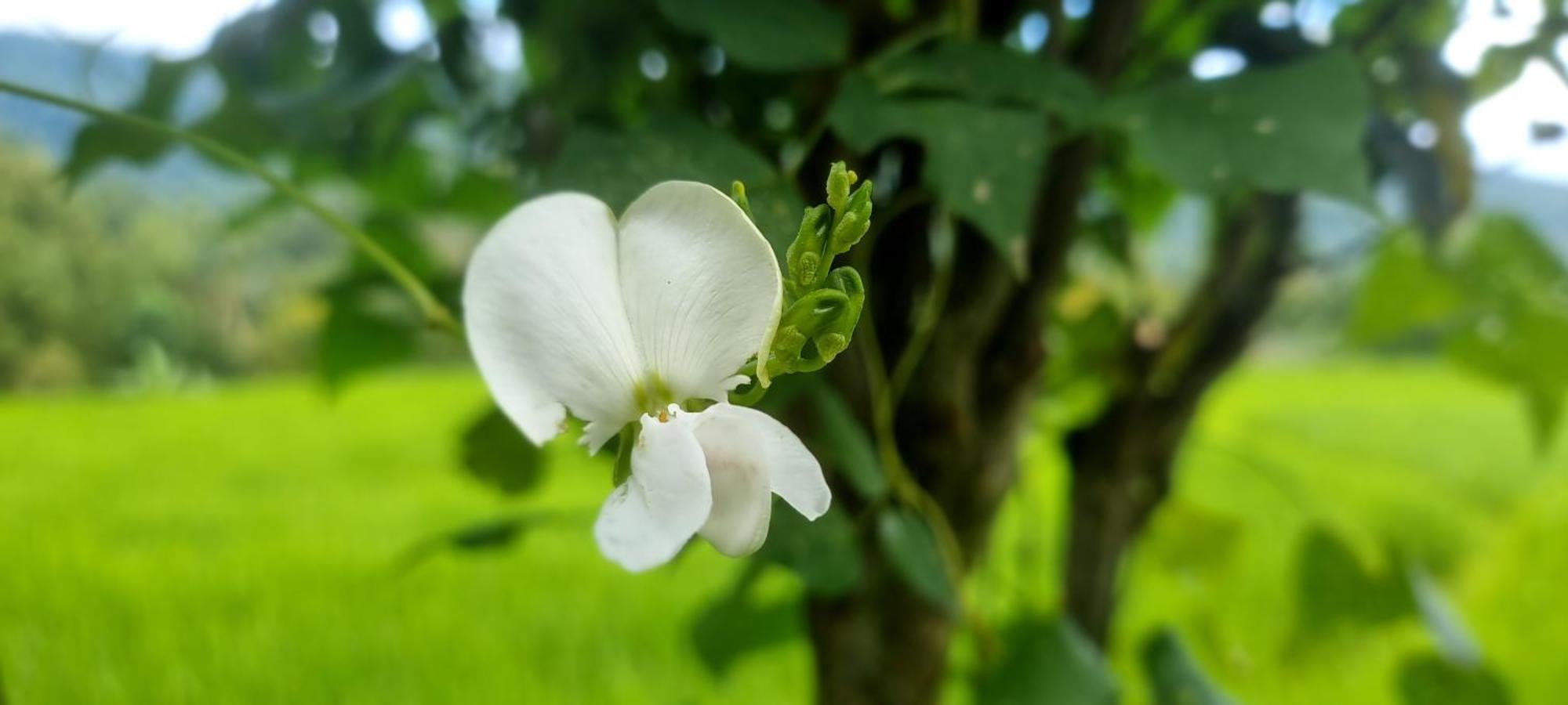 Utopiaku - Munduk Highlands 빌라 외부 사진